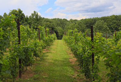 McRitchie Winery & Ciderworks