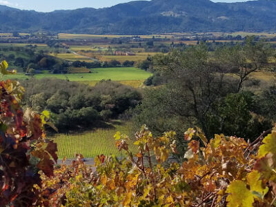 Dalla Valle Vineyards