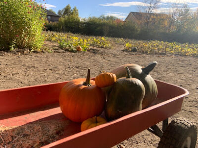 Tyler’s Pumpkin Patch