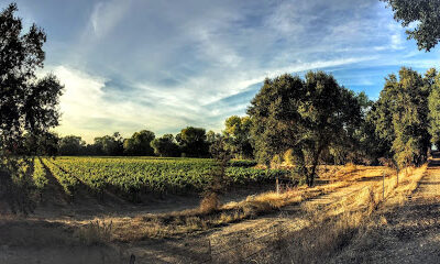 Heritage Oak Winery