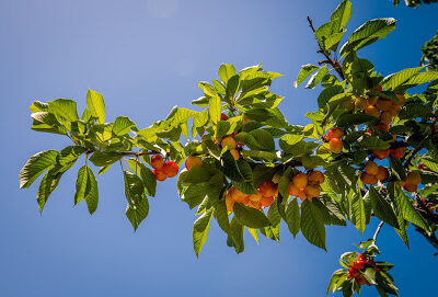 Cherries You-Pick