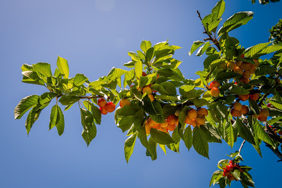 Cherries You-Pick