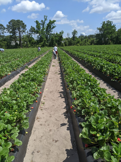 Lewis Strawberry Nursery & Farm