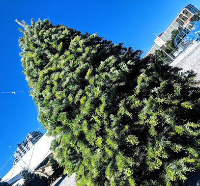 Rudolph's Christmas Trees on Blue Diamond