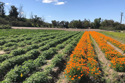 Irvine Ranch Conservancy Native Seed Farm