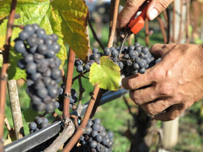 Emandare Vineyard