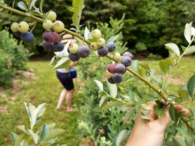Campbells Berry Farm