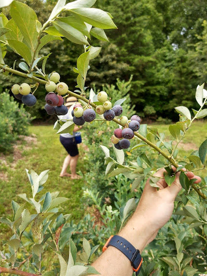 Campbells Berry Farm