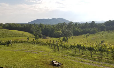 Round Peak Vineyards