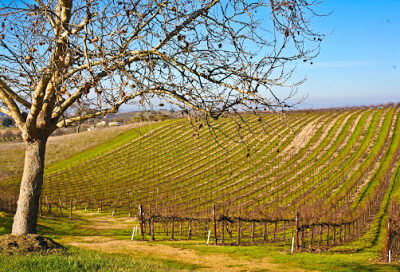 Penman Springs Vineyard
