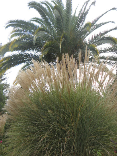 Acacia Winery