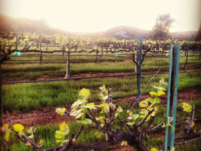 Mahogany Mountain Vineyard and Winery