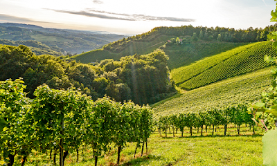 Vineyard Blessings