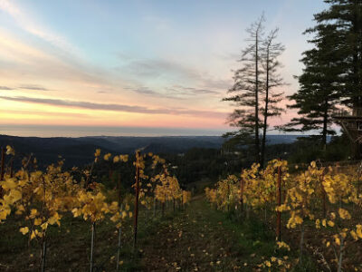 Lago Lomita Vineyards