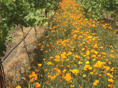 Anatum Winery