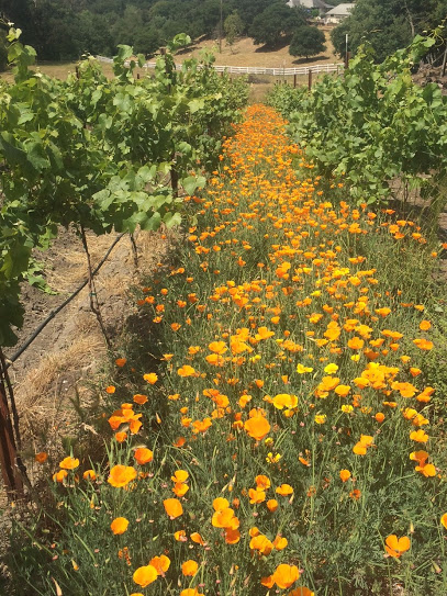 Anatum Winery