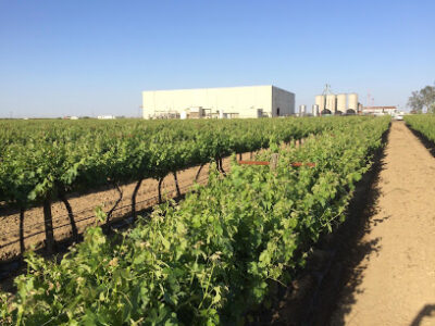 Cacciatore Fine Wines & Olive Oil Corp.