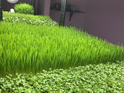 Long Beach Micro Greens
