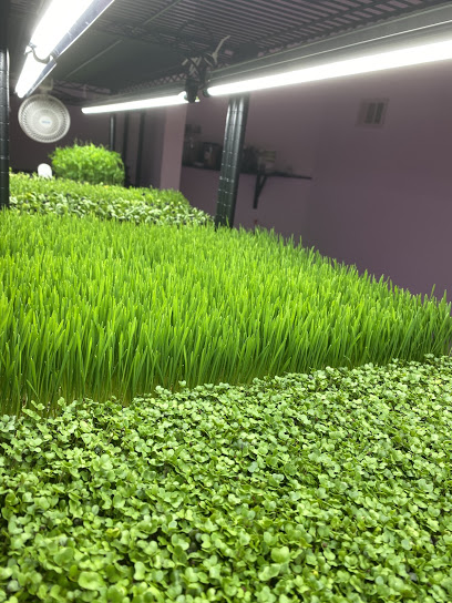 Long Beach Micro Greens