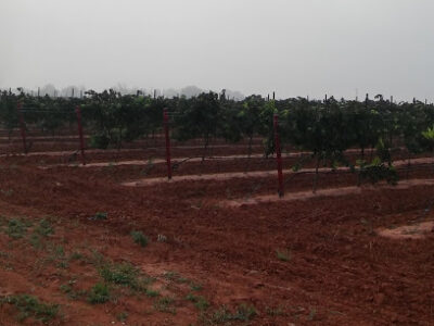 Texas Custom Wine Works