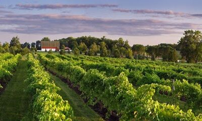 Fountain Hill Winery & Vineyard