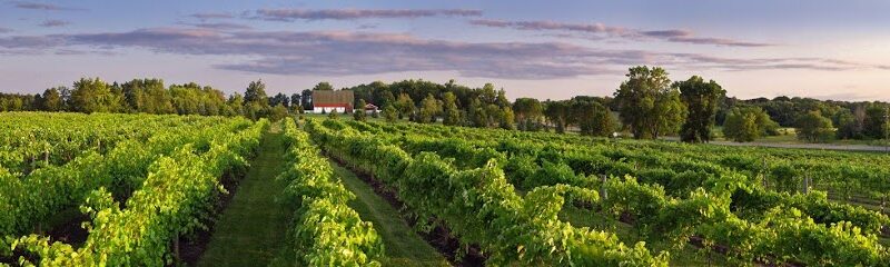 Fountain Hill Winery & Vineyard