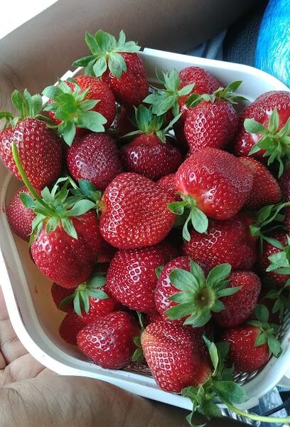 Jones Strawberry Farm
