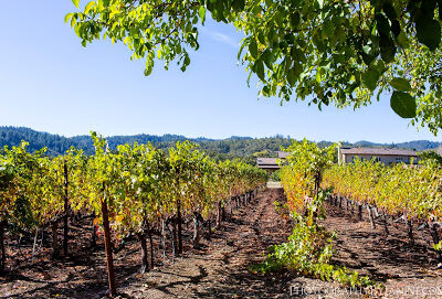 Tedeschi Family Winery - Napa Valley, CA