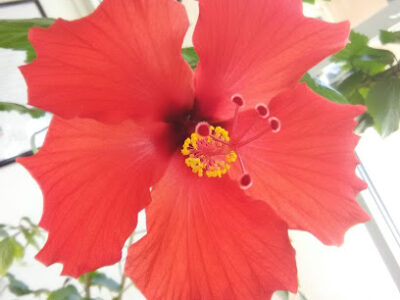 South Valley Growers' Market