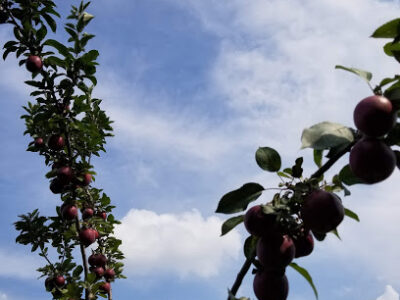 Annie's Orchard