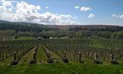 Figgins Estate Vineyard