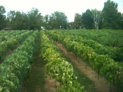 Tyler Ridge Vineyard Winery