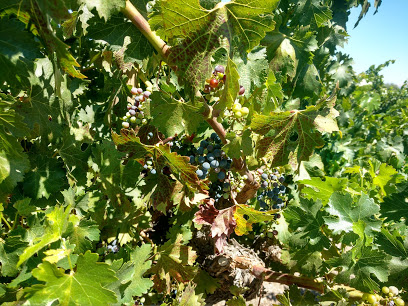 Wine Group Inc