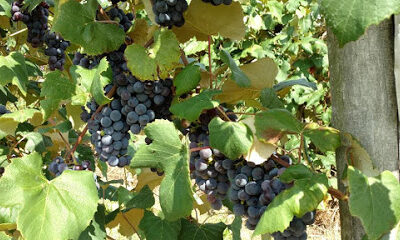 Emerita Vineyards LLC