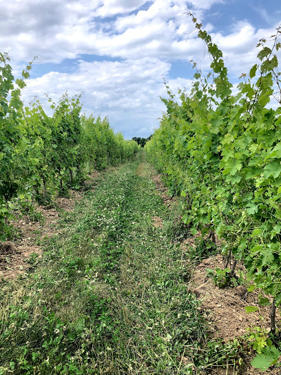 Kashong Glen Vineyards