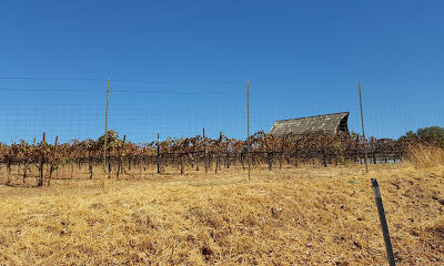 Busby Cellars