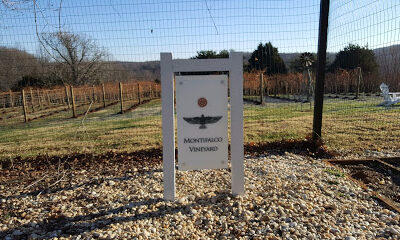 Montifalco Vineyard