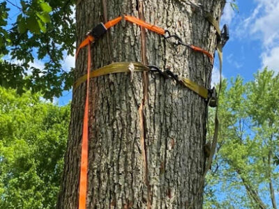 Tree Service and Trimming of Kissimmee