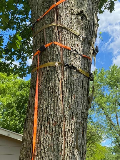 Tree Service and Trimming of Kissimmee