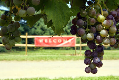 Bellview Winery