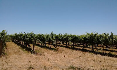 Claar Cellars