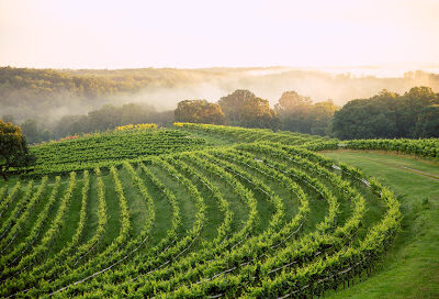 Montaluce Winery & Restaurant