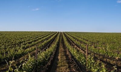 Four Feathers Wine Estates