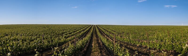Four Feathers Wine Estates