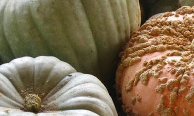 ASAP (Appalachian Sustainable Agriculture Project)