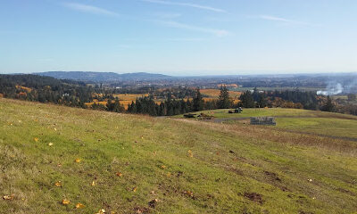 Tresori Vineyards