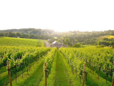 Setter Ridge Vineyards