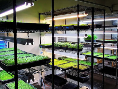 Eat Your Greens! Organic Farm