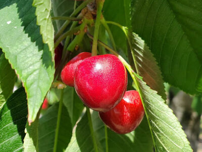 Cherry Connection