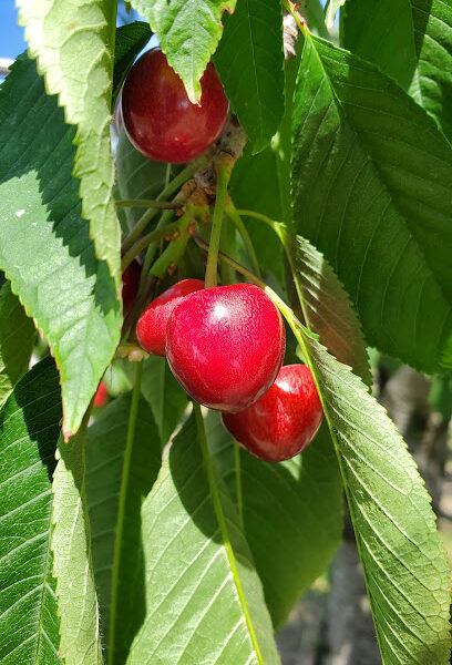 Cherry Connection